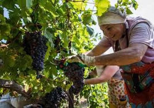 За 20 дни във Франция гурбетчии печелят колкото за 3 месеца в България