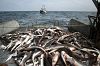 И рибата се изплаши след ударите с дронове в Черно море