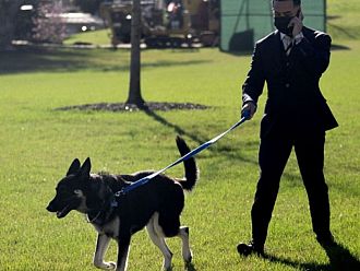 Кучето на Байдън отново ухапа човек в Белия дом