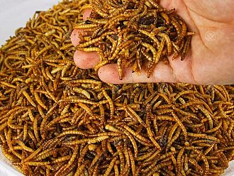 Нови разпоредби на ЕС разрешават щурци и брашнени червеи да се влагат в храни