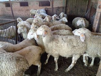 Заради нови държавни изисквания: Овцевъдите алармират за фалит