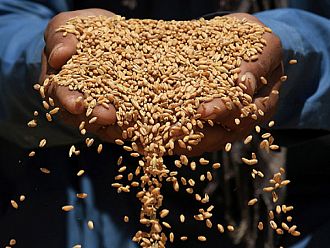 ЕК вдигна ембаргото върху вноса на украинско зърно. Унгария, Полша и Словакия го удължиха едностранно