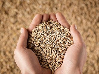 БАБХ увериха: Няма засечени тежки метали в пшеницата от Украйна