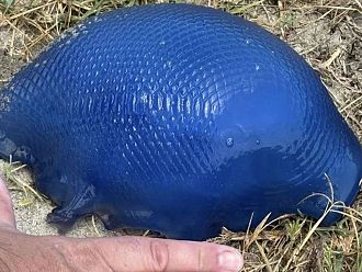 Как изглеждат отблизо опасните лилави медузи в Гърция