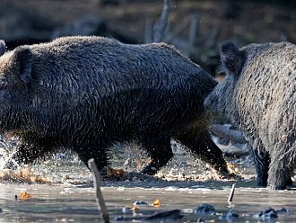 Груповият лов на дива свиня - не повече от два дни седмично