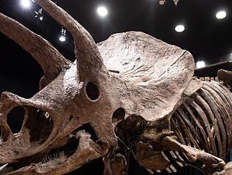 Частен колекционер купи за 6,65 млн. евро за вкаменелостите на рогатия динозавър 