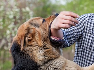 3-годишно дете нахапано от куче