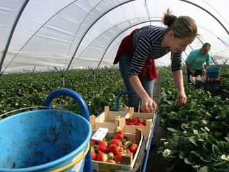 Градинари: Не достигат сезонни работници