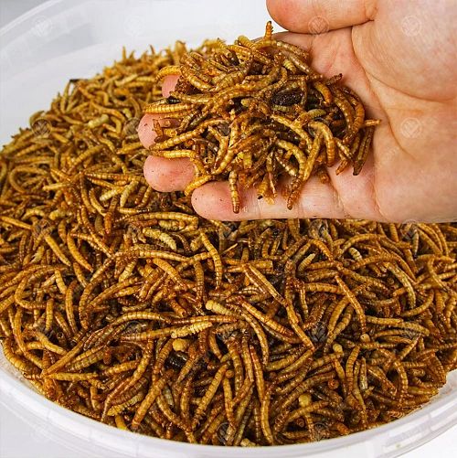 Нови разпоредби на ЕС разрешават щурци и брашнени червеи да се влагат в храни